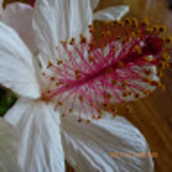 Meet your Posher, Ginger - Picture 1 of 1